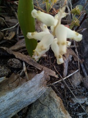 Lachenalia cernua
