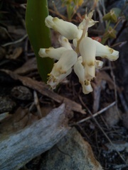 Lachenalia cernua