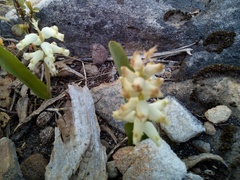 Lachenalia cernua