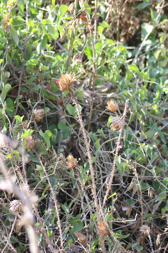 Artichoke Cotton-thistle (Onopordum cynarocephalum)