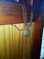 Palystes superciliosus