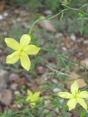Menodora