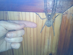 Palystes superciliosus