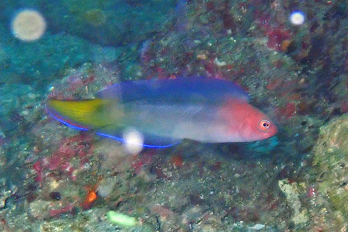 Australian dottyback (Ogilbyina novaehollandiae) — Pseudochromidae — 2