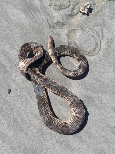 Horned Sea Snake sighting