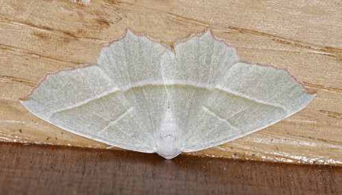 Photo of Light Emerald (Campaea margaritaria)