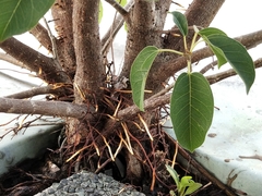 Ficus subpisocarpa