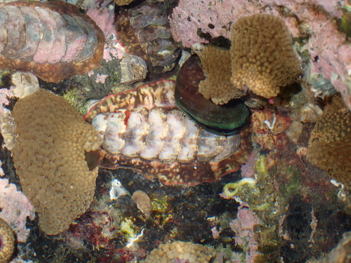 Onithochiton hirasei observed 2025-10-03