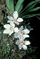 Sarcochilus falcatus