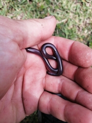 Afrotyphlops bibronii