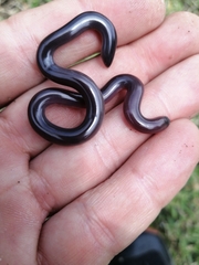 Afrotyphlops bibronii