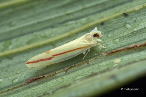 Megatropis coccineolinea observed 2025-09-28