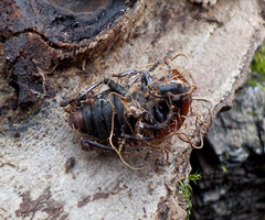 Ophiocordyceps entomorrhiza