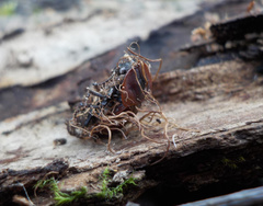 Ophiocordyceps entomorrhiza