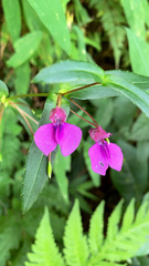 Impatiens oppositifolia