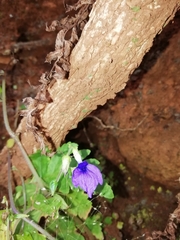 Rhynchoglossum