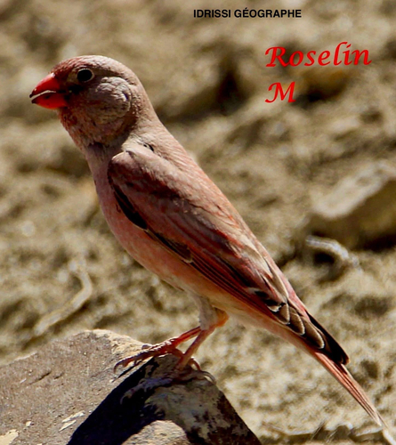 Roselin githagine