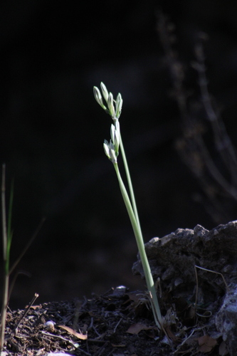Small-flowered Pancratium (Vagaria parviflora)