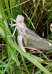 Orthetrum caledonicum
