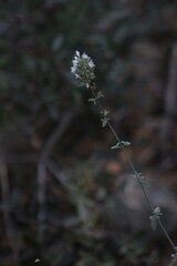 Clinopodium serpyllifolium, photograph yelena_antipova, CC BY, iNaturalist via GBIF
