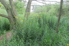 Jacobaea paludosa paludosa