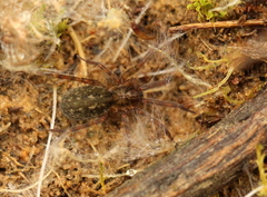 Phyxelididae
