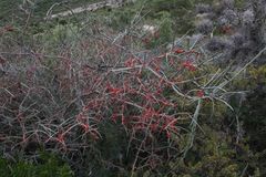 Acanthothamnus aphyllus