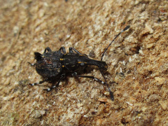 Hoplorhaphus spinifer