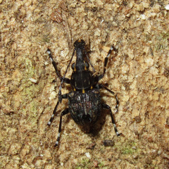 Hoplorhaphus spinifer