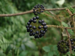 Aralia armata
