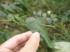 Aralia armata