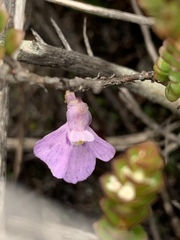 Utricularia uniflora