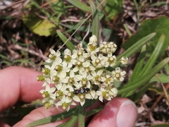 Xysmalobium involucratum