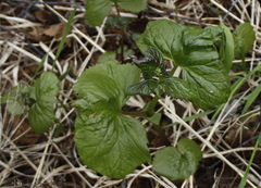 Parasenecio kamtschaticus