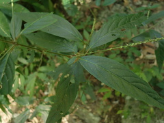 Achyranthes longifolia