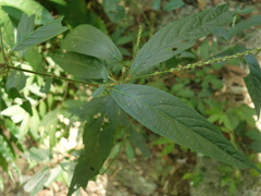Achyranthes longifolia