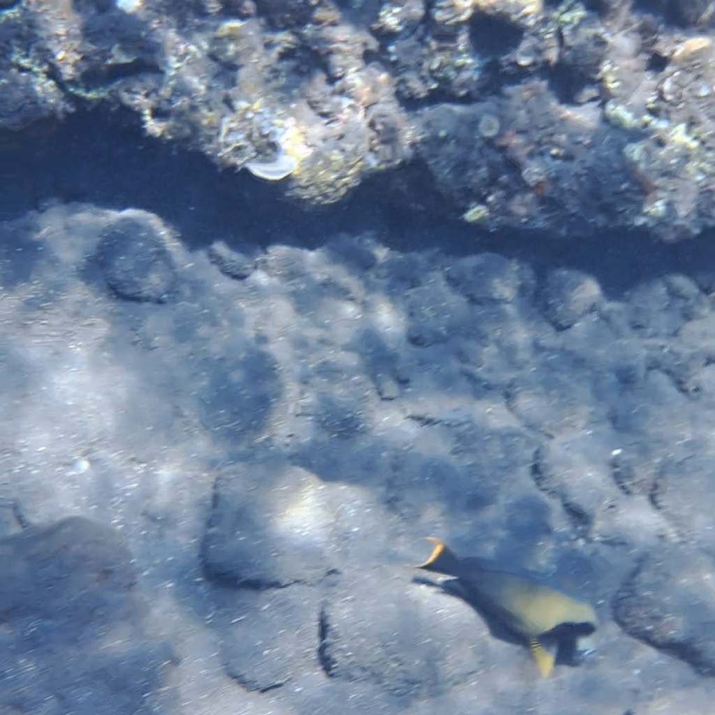 Chocolate surgeonfish