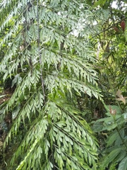 Asplenium pseudolaserpitiifolium
