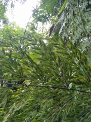 Asplenium pseudolaserpitiifolium