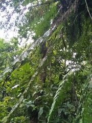 Asplenium pseudolaserpitiifolium