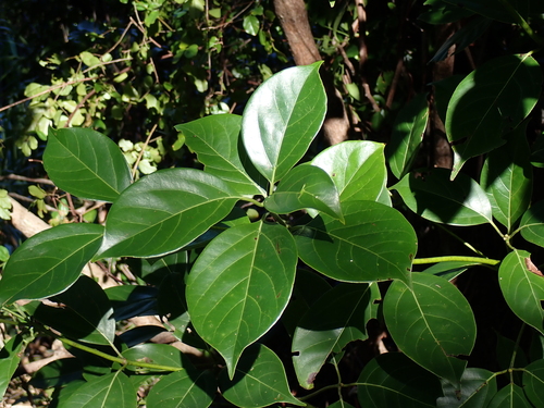 Cinnamomum parthenoxylon observed 2025-10-03