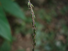 Achyranthes bidentata