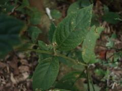 Achyranthes bidentata