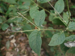 Achyranthes bidentata