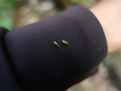 Achyranthes bidentata