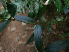 Achyranthes longifolia