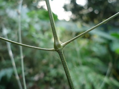 Achyranthes longifolia