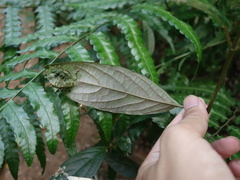Achyranthes longifolia
