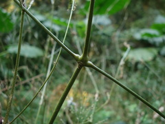Achyranthes longifolia