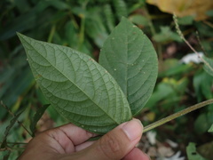 Achyranthes bidentata